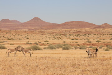a group of zebras in the dry grasslands of Namibia