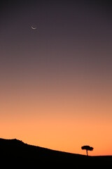 silhouette of a mountain range with one single tree and a crescent moon in Damaraland, Namibia
