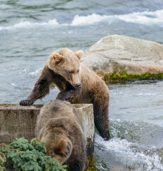 Obraz premium Brown bear cubs playing under the viewing platform of Brooks Falls. Katmai National Park. Alaska.