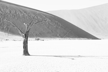 black and white picture of Deadvlei with its dead trees in the clay pan of namib desert