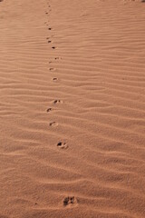 animal tracks in the red sand desert of namib desert