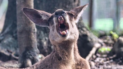 Fototapeta premium Port Douglas, Queensland, Australia