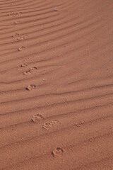 Fototapeta na wymiar animal tracks in the red sand desert of namib desert