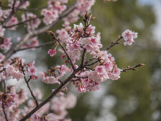 河津桜