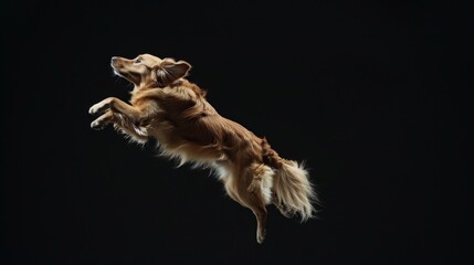 Dog jump on a black background. Flying animal.
