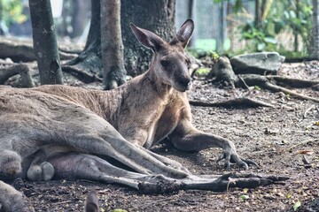 Port Douglas, Queensland, Australia