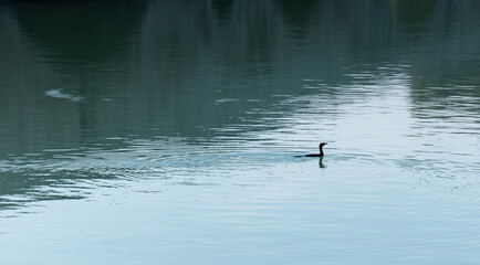 cormorant swimming on water. waterfowl. Phalacrocorax carbo.