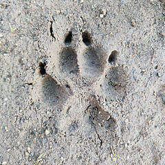 A dog footprint in the mud