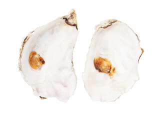 Oyster shell isolated on white background. Close-up