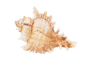 Sea shell isolated on white background. Close-up