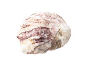 Oyster shell isolated on white background. Close-up