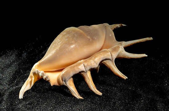Strombidae Seashell on a black sand background