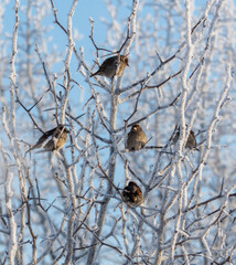 Sparrows on snowy tree branches in winter