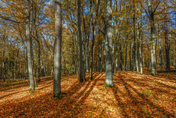Jesień w lesie na Warmii.