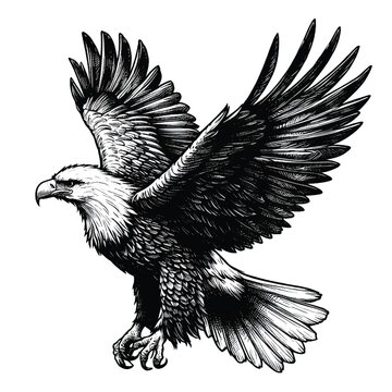 Eagle sketch, drawing black and white, vector illustartion on a white background
