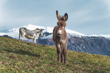 Two mules in the high mountains