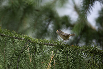 Goldcrest (Regulus regulus) in forest	
