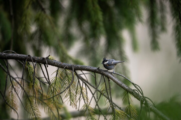 Black-crested tit in Forest 