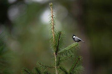 Black-crested tit in Forest 