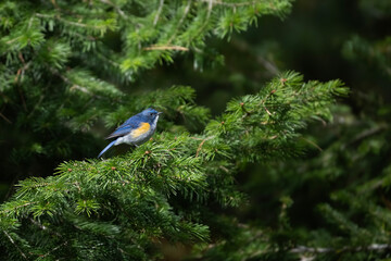 Red-flanked bluetail in forest 