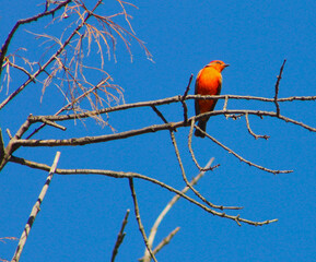 blue bird on branch