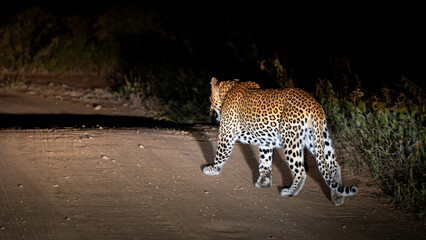 a night-time leopard walking away