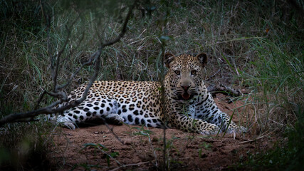 a young male leopard resting in a dry riverbed