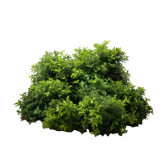 Obraz premium bushes