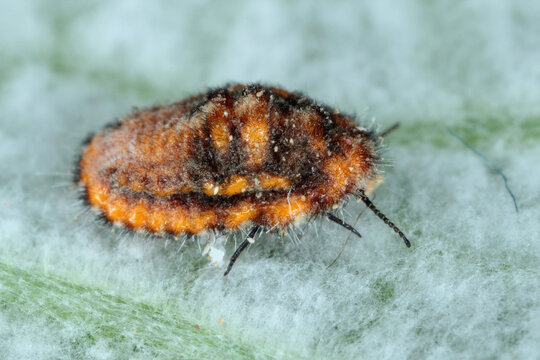 Icerya purchasi (common name: cottony cushion scale) is a scale insect that is pest more than 80 families of plants.