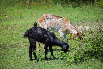 Black goat grazing in the grassland. Indian goat or bakra. Domestic animal.