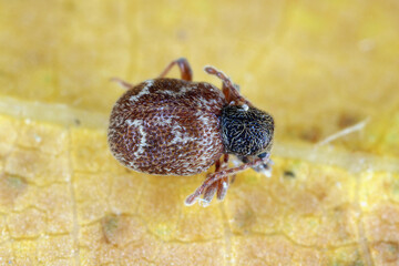 Sphaericus sp, the humped spider beetle, is a species of spider beetle in the family Ptinidae. Found in Gran Canaria, Spain.