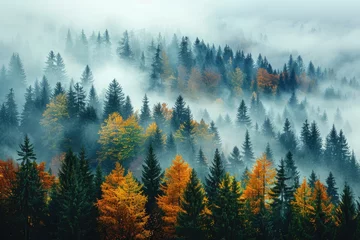 Cercles muraux Forêt dans le brouillard beautiful tropical jungle nature professional photography