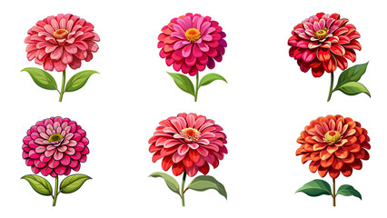 set of zinnia flowers vector - obrazy, fototapety, plakaty
