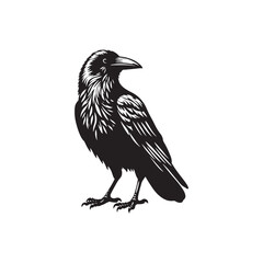 Cosmic Companion: Mystic Crow Silhouette Amidst the Astral Tapestry - Crow Vector - Crow Illustration Stock

