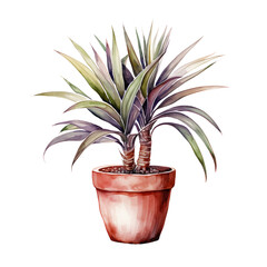 Watercolor plant Dracaena Marginata in a pot isolated on a white background