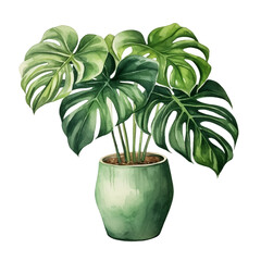 Watercolor plant Monstera in a pot isolated on a white background