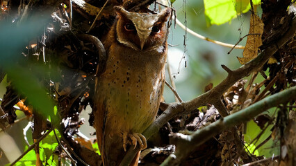 Camouflaged owl perched discreetly amid lush forest foliage. Wildlife and nature.
