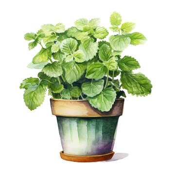Watercolor plant Lemon Balm in a pot isolated on a white background