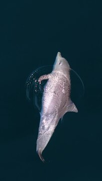 Slow motion vertical drone footage of a bottlenose dolphin swimming on the surface of the ocean