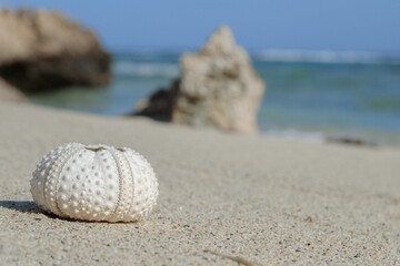 Sun-bleached skeleton of a sea urchin washed ashore on a sandy beach of the Red Sea.