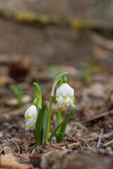 Group of spring snowflakes (Leucojum vernum) growing on natural forest ground.