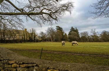 Fototapeta premium horses in the field in English countryside
