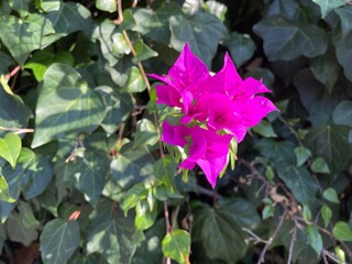 ピンク色のブーゲンビリアの花