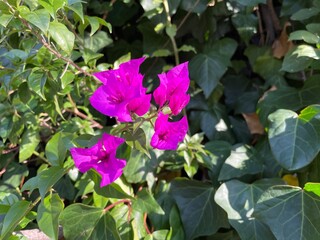 ピンク色のブーゲンビリアの花