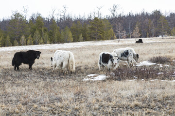 Obraz premium Yaks graze on the island of Olkhon in the winter. Baikal, Irkutsk Region, Russia