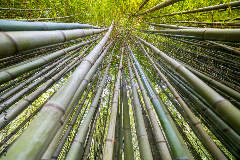 Wall mural the bamboo cevennes, occitanie, france