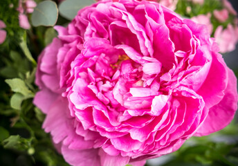 Fototapeta premium Close-up of flowers Pink peonies
