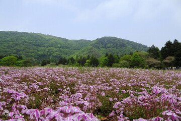 芝桜（Phlox subulata）とコピースペース／日本山梨県富士河口湖町