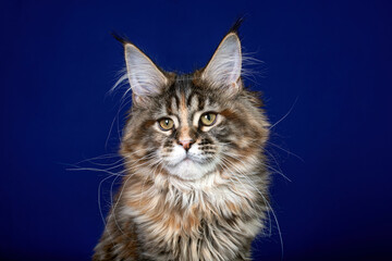 Adorable cute maine coon kitten on blue background in studio, isolated.