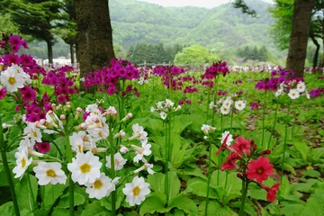 Gardinen サクラソウ（Primula sieboldii）が群生する風景／日本山梨県富士河口湖町 © yumiko